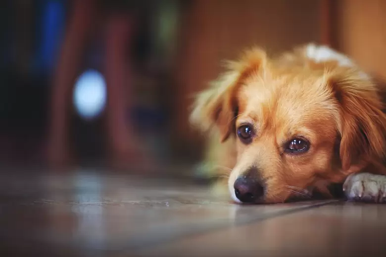 Perro