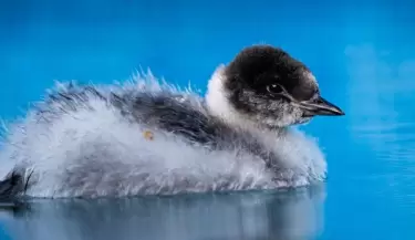 Pichones de la especie Mac� Tobiano fueron liberados luego de ser criados en cau