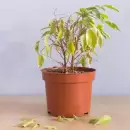 Qué revela que se marchiten tus plantas