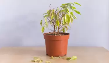 Qu� significa que se me marchiten las plantas.