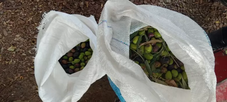 Jun�n operativos