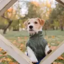 ¿Bañás a tu perro en invierno? Esto es lo que debés saber