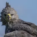 Es considerada una de las aves m�s rapaces de la Argentina y habita Mendoza
