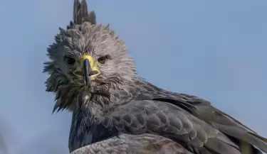 aguila coronada