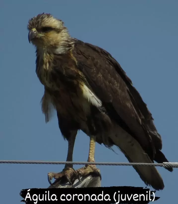 aguila coronada
