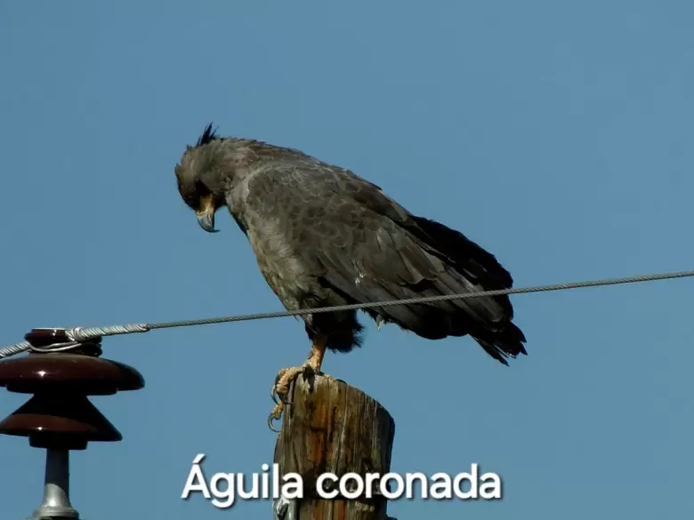 aguila coronada