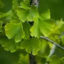 Ginkgo biloba: la planta milenaria que fortalece la memoria y protege el cerebro