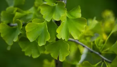 ginkgo biloba