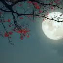 Luna de Flores 2025: cu�ndo verla y qu� la hace especial