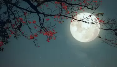 luna llena flores