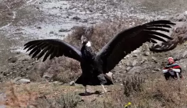 condor andino