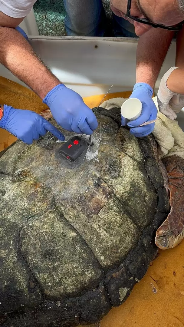 tortugo jorge
