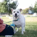 Charlas gratuitas sobre mascotas: todo lo que hay que saber antes de la Marat�n Animal 2025