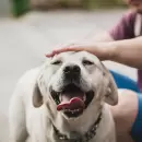 D�a del Animal en Argentina: por qu� se celebra este 29 de abril y cu�l es su origen