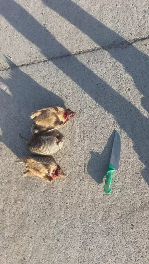 detenidos