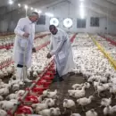 Alarma sanitaria por la detecci�n de un caso de gripe aviar