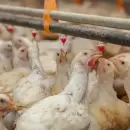 Argentina suspendi� exportaciones de productos av�colas, tras un caso de gripe aviar