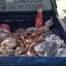 Decomisaron más de 400 kilos de carne en Maipú por falta de higiene y pérdida de cadena de frío