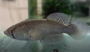 Titanolebias calvinoi