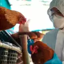 Brasil instaló barreras sanitarias para frenar un brote de gripe aviar