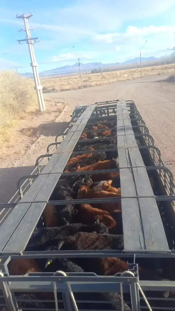 Policía rural