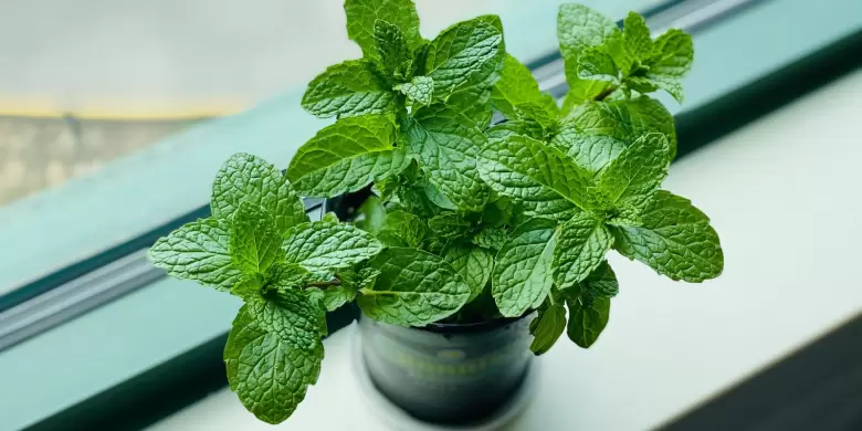 Menta