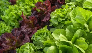 La lechuga es la verdura perfecta para plantar en junio y cosechar en pocos d�as