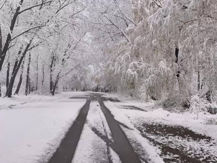 Nevadas