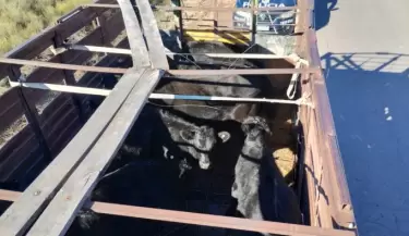 vacas