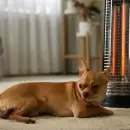 Cómo afecta la calefacción a tus mascotas y qué cuidados tomar durante el invierno crudo
