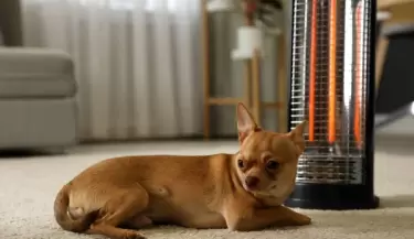 C�mo afecta la calefacci�n a tus mascotas y qu� cuidados tomar durante el invierno crudo