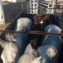Recuperaron tres caballos robados y detuvieron a un sospechoso en Malargüe