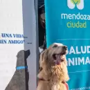 La Ciudad de Mendoza lanz� una campa�a gratuita de salud animal durante junio