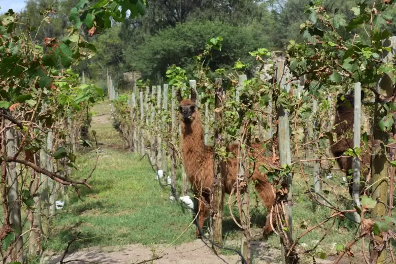 la matilde invierno