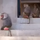 (Im�genes) C�mo qued� el ex jirafario del Ecoparque, ahora hogar para m�s de 200 monos papiones