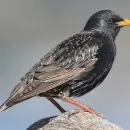 El singular p�jaro que hace poco lleg� a Mendoza y que pronto se pondr� de moda