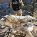 Caza ilegal y tenencia de armas: detuvieron a un hombre en La Paz