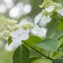 La planta que florece en junio, es f�cil de cuidar y est� de moda en la Argentina en 2025