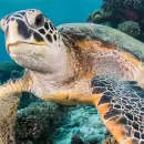 Una reinserci�n hist�rica: a tres meses de su liberaci�n, as� es la vida del tortugo Jorge en Brasil