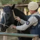 Decomisaron m�s de 170 kilos de carne en mal estado durante operativos en Alvear y Ciudad