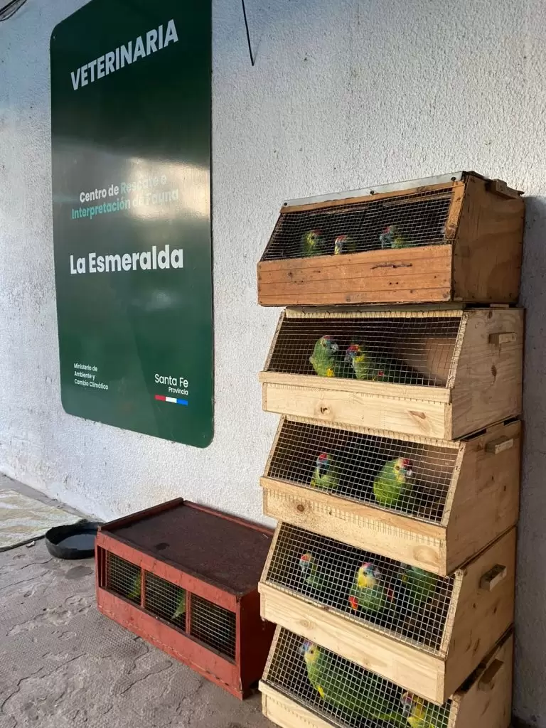 Loros habladores rescatados