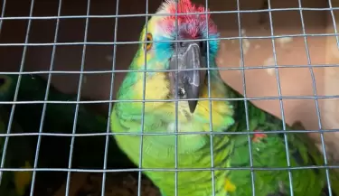 Loros habladores rescatados