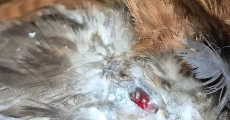 Gavil�n herido