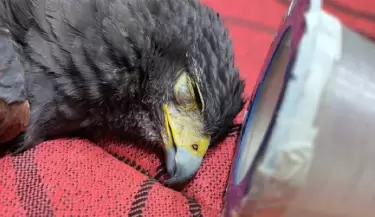 Gavil�n herido