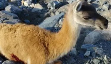 Guanaco herido en Potrerillos