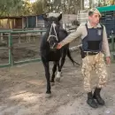 La Polic�a Rural rescat� 33 animales y decomis� m�s de 190 kilos de carne en mal estado