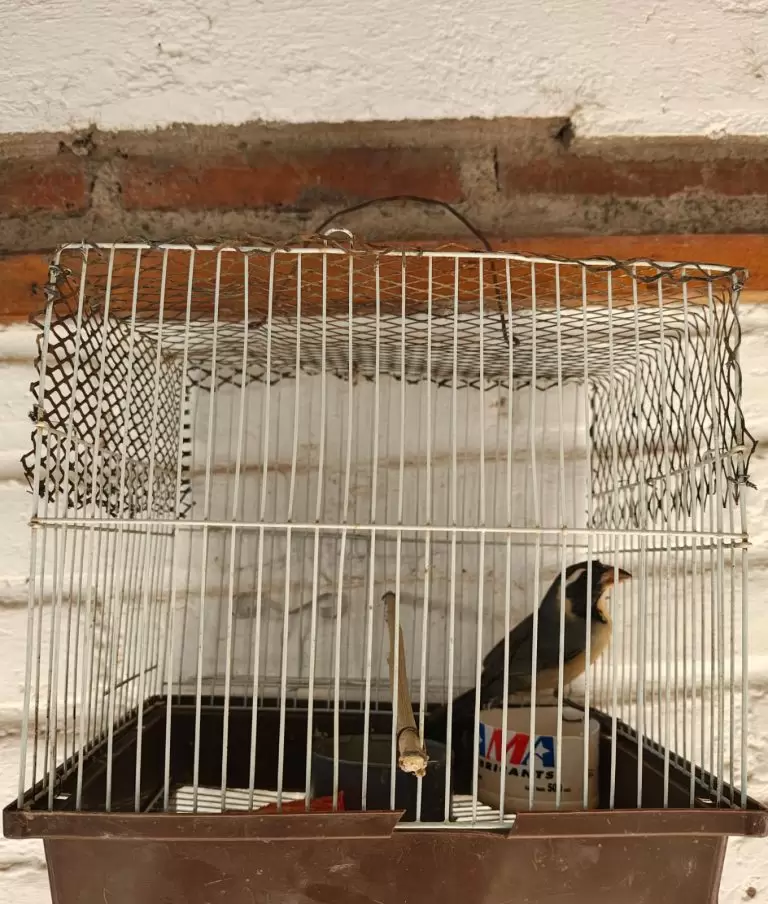 Policía rural