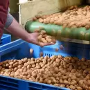 El posible cierre del estrecho de Ormuz preocupa a Mendoza por el impacto en sus exportaciones