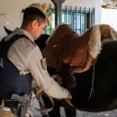 Secuestran carne de dudosa procedencia y aves silvestres en dos operativos