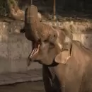 Tristeza en el Ecoparque: murió Tamy, el único elefante macho que quedaba en Mendoza